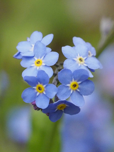 Susan_H_-_1 image Susan H 1